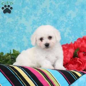 Nile, Bichon Frise Puppy
